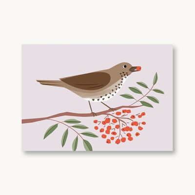 Postkarte Singdrossel Heimische Vögel