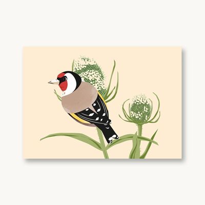 Cartolina Cardellino Uccelli Nativi