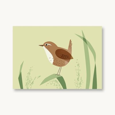 Cartolina Wren Uccelli Nativi