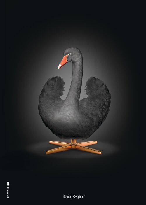 Svanen plakat – Sort svane – Sort baggrund – Klassisk - 50x70 CM.
