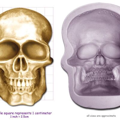 SKULL Medium, Large ou Extra Large de - Large