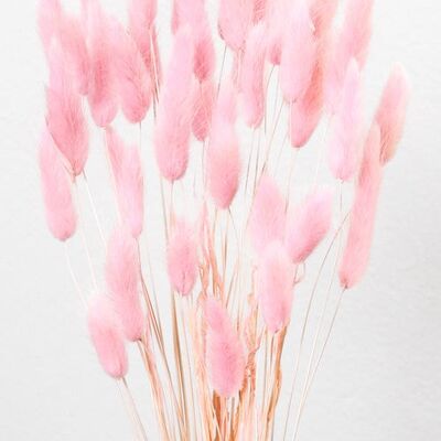 Lagurus rosa Bund | Trockenblumen | ca. 40-50 cm