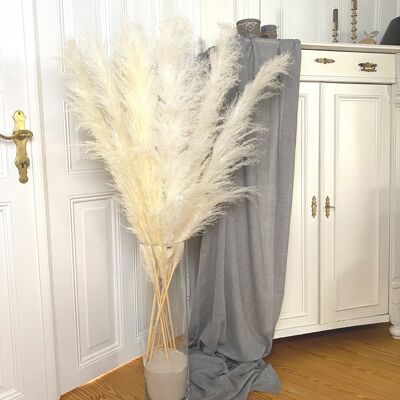 Pampas grass large white - dried flowers