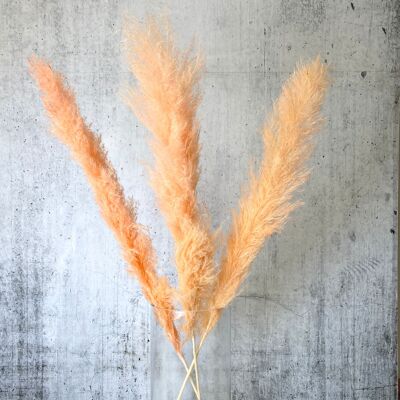 Pampas grass large orange 120 cm long 3 pieces