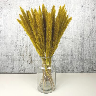 Pampas grass dark yellow 15 pieces - dried flowers