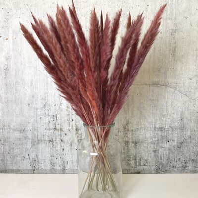 Pampas grass dark red 15 pieces - dried flowers