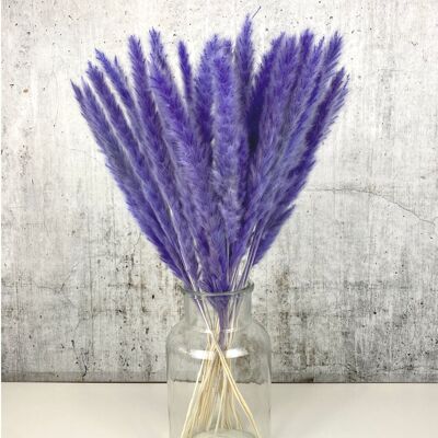 Herbe de la pampa violette 15 pièces - fleurs séchées