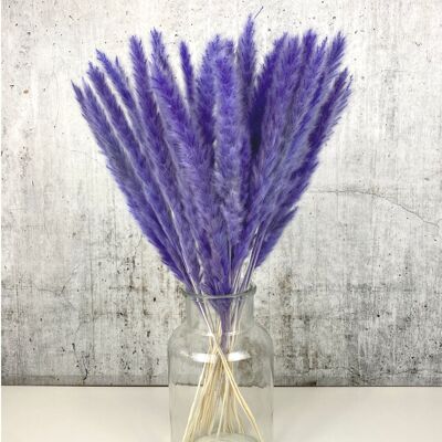 Pampas grass purple 15 pieces - dried flowers