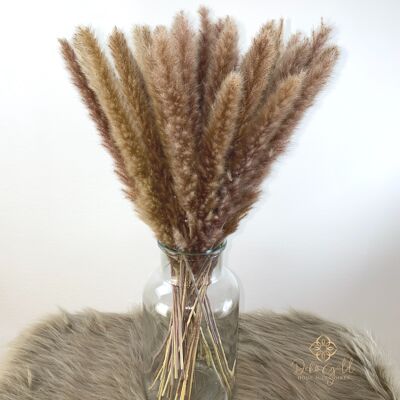 Pampas grass natural brown 15 pieces - dried flowers