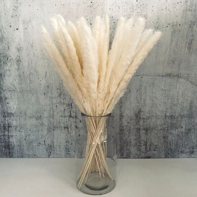 Pampas grass white 15 pieces - dried flowers