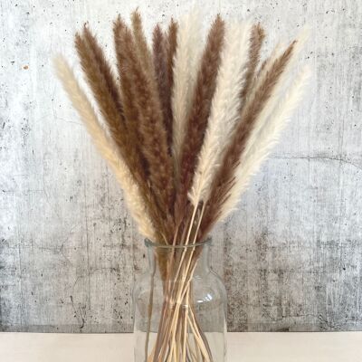 Pampas grass brown white 30 pieces - dried flowers