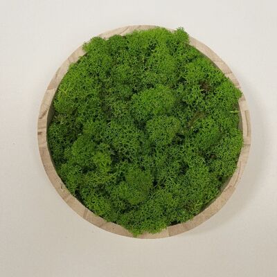 Cadre végétal rond lichen  - 20 cm de diamètre
