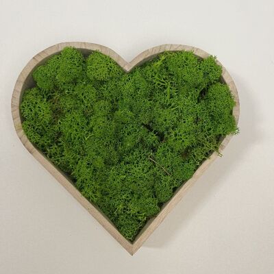 Cadre végétal lichen stabilisé - 21 cm