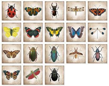 Mémo sur les coléoptères et les papillons vintage 3