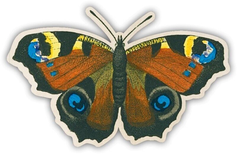 Shape magnet dayworm eye