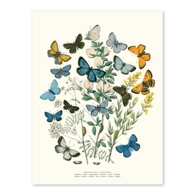 Affisch Fjärilar Färg