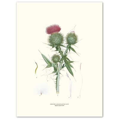 Poster Thistle