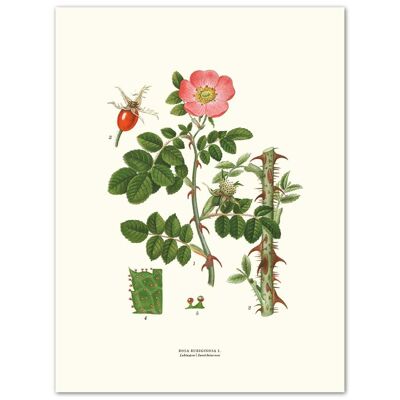 Poster Odore di rosa canina