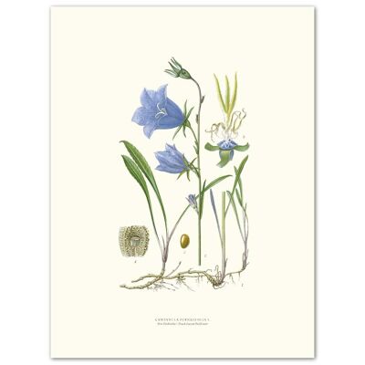 Poster Bluebell