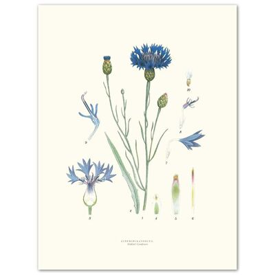 Poster Cornflower