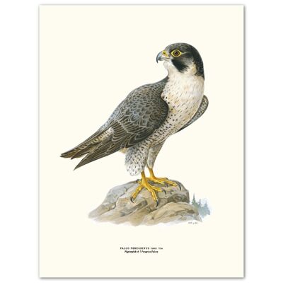 Poster Falco pellegrino