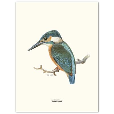 Poster Kingfisher