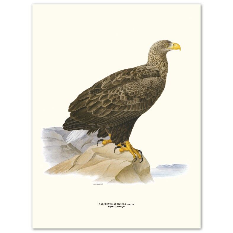 Poster Aquila di mare