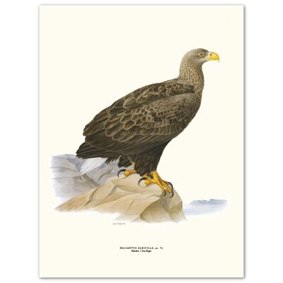 Poster Sea eagle