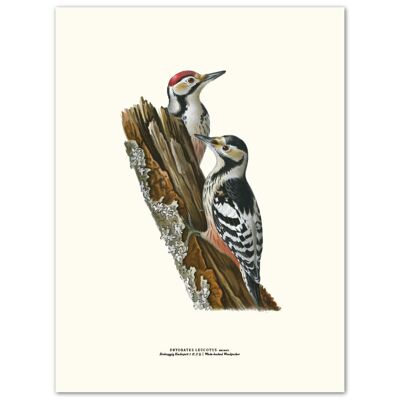 Poster woodpecker