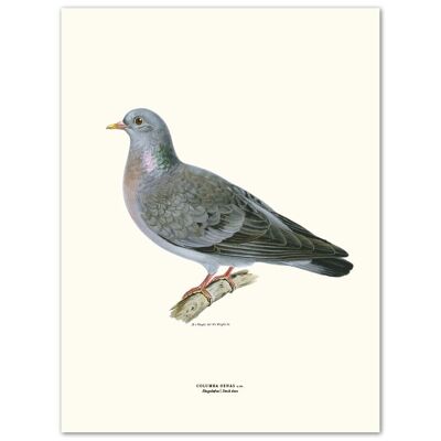 Affiche Pigeon Forestier