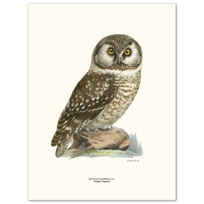 Poster Owl