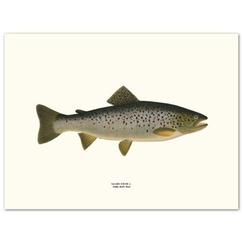 Affiche Truite grise saumonée