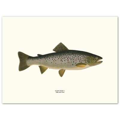 Poster Gray Salmon Trout