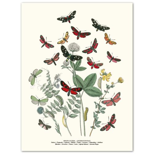 Affisch Fjärilar Röd