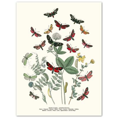 Affisch Fjärilar Röd