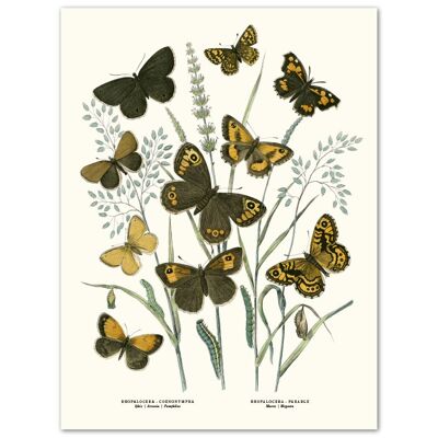 Affisch Fjärilar Brun
