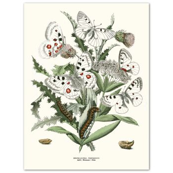 Affiche Papillons Blancs