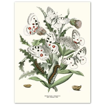 Poster Butterflies White