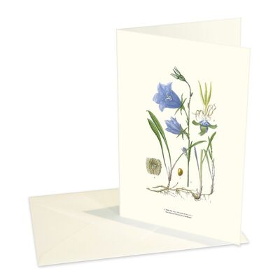 Folded cards Bluebell