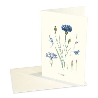 Folded cards Cornflower