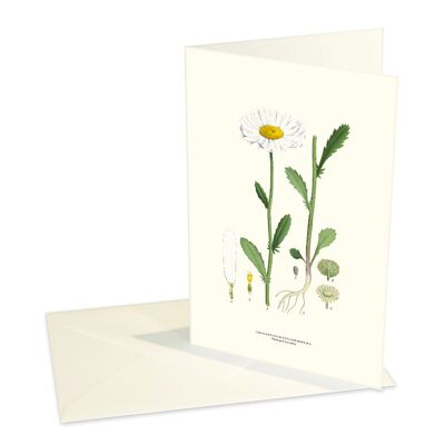 Folded cards Daisy