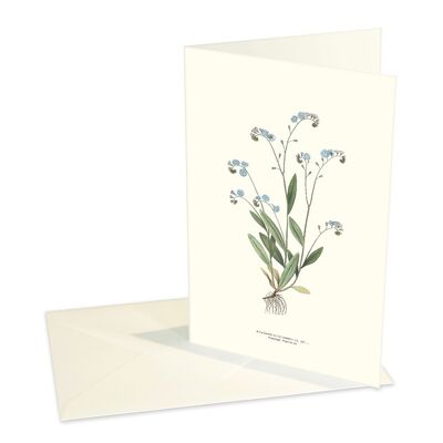 Folded cards Forget-me-not