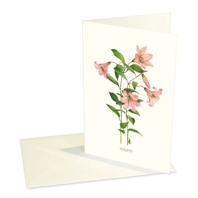 Folded Cards Cut Trumpet Lily