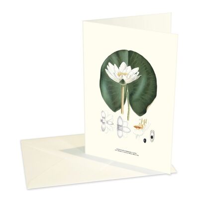 Folded cards White Water lily