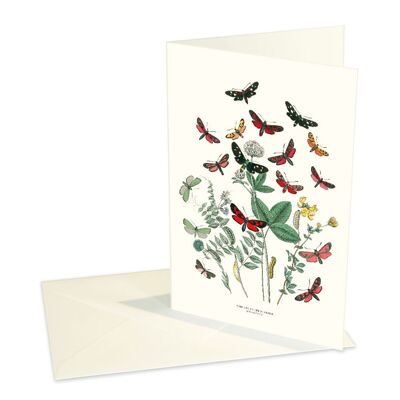 Folded cards Evening butterfly