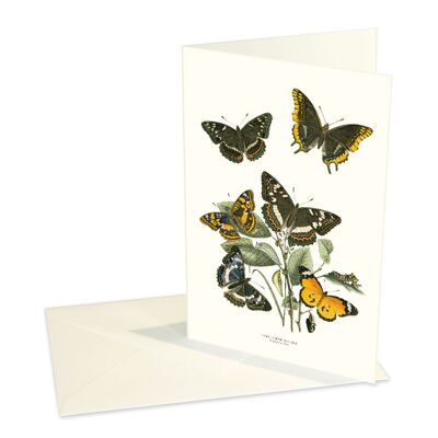 Tarjetas plegadas Mariposas espléndidas