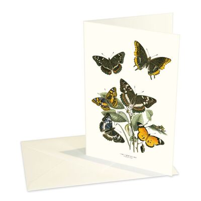 Folded cards Splendid butterflies