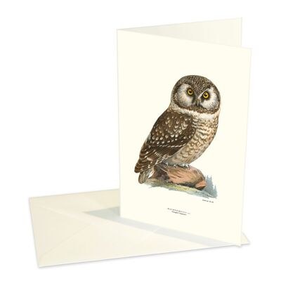 Folded cards Pearl owl