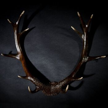 Antlers Rustic | Bois de cerf noir 2