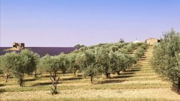 3 litres d'huile d'olive extra vierge biologique Raffaele (production octobre 2023) 4